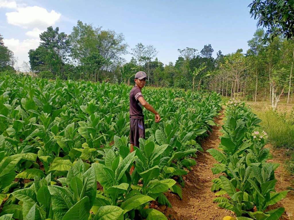 Perbup Tembakau Sumenep Terbit, Tapi Pengawasannya Kemana?