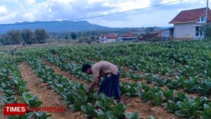 Pengawasan Tembakau di Pamekasan: Nihil Temuan Pelanggaran