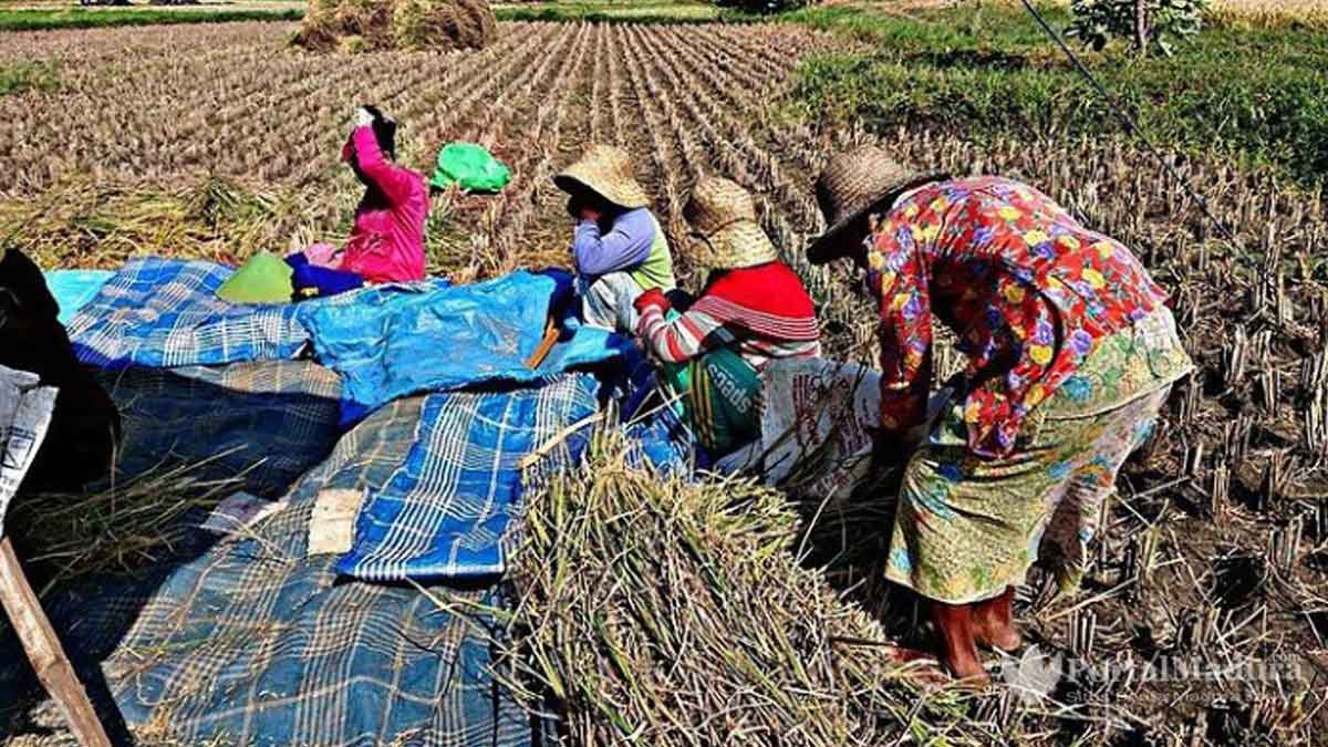 Petani Gurem di Pamekasan Melonjak, Produksi Pertanian Terancam?