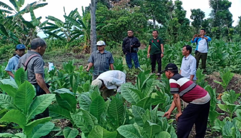 Harga Tembakau di Sumenep Anjlok, Petani Merugi