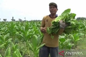 Hujan Ancam Panen Tembakau, Petani Pamekasan Waswas