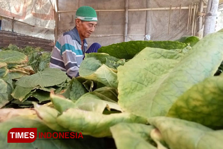 BLT Tembakau Pamekasan: Ribuan Warga Tercoret, Siapa Saja?