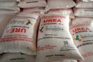 Pupuk Bersubsidi di Pamekasan Masih Terbengkalai, Serapan di Bawah 50 Persen