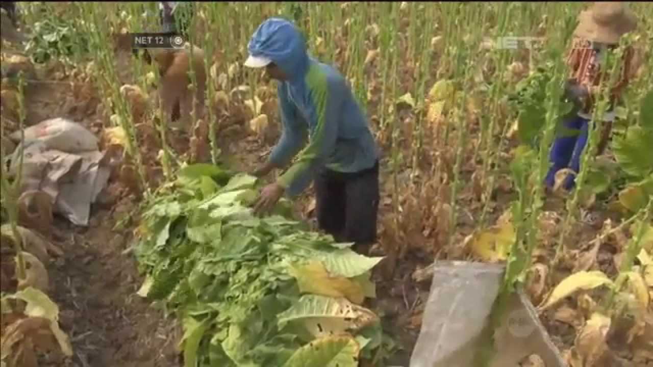 Petani Tembakau Sumenep Cemas: Gudang Tutup, Panen Belum Usai!