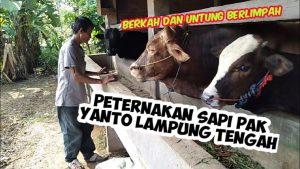 Sapi Banyuwangi Makin Subur, Peternak Kantongi Untung Berlimpah!