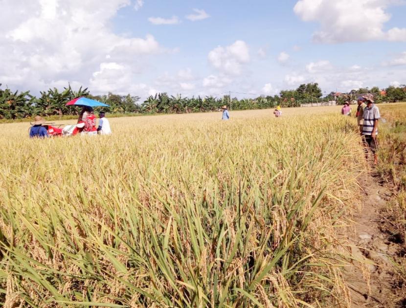 Asta Cita: Harapan Baru Kesejahteraan Petani Madura?