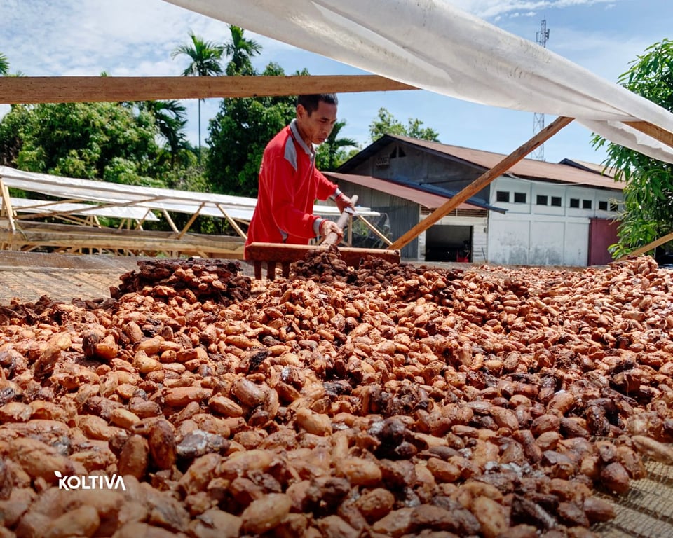 Koltiva Dorong Dialog Multi-Pemangku Kepentingan Soal Regulasi Anti Deforestasi Uni Eropa