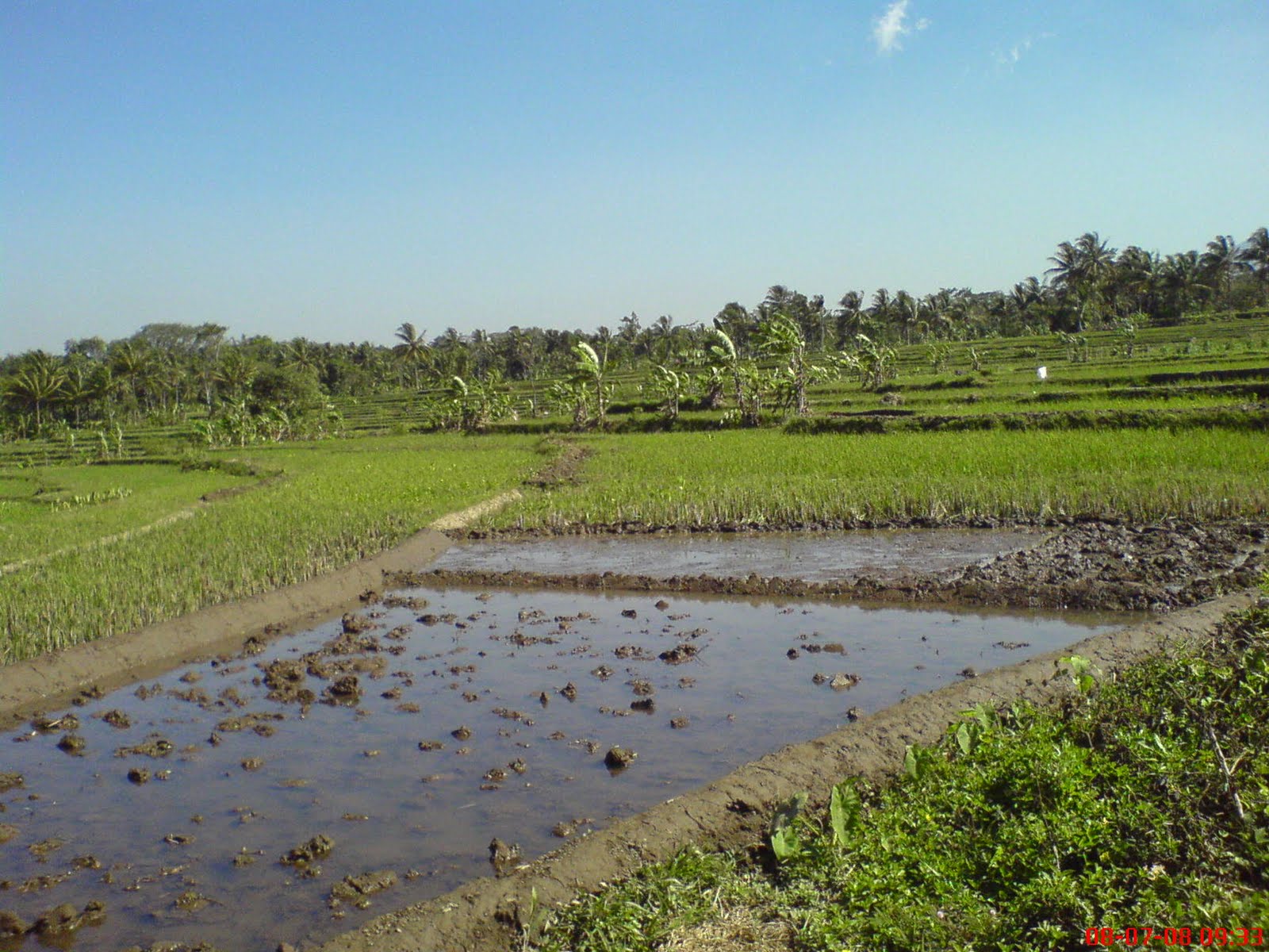 OISCA Sumenep: Menanam Pohon, Menanam Harapan