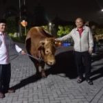 Sapi Raksasa 1,1 Ton dari Gubernur Jatim Gemparkan PWNU!