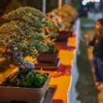 Ponorogo Gempar Ratusan Bonsai Unik