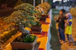 Ponorogo Gempar Ratusan Bonsai Unik