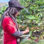 madurapost.co.id - Sebuah langkah strategis nan ambisius baru saja digulirkan di Jember Jawa Timur. Perusahaan Umum Daerah (Perumda) Perkebunan Kahyangan Jember kini resmi bermitra dengan raksasa perkebunan nasional Perkebunan Nusantara (PTPN) I. Kolaborasi ini bukan sekadar jabat tangan biasa melainkan sebuah upaya masif untuk mendayagunakan kekayaan lahan seluas 3.80