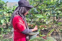 madurapost.co.id - Sebuah langkah strategis nan ambisius baru saja digulirkan di Jember Jawa Timur. Perusahaan Umum Daerah (Perumda) Perkebunan Kahyangan Jember kini resmi bermitra dengan raksasa perkebunan nasional Perkebunan Nusantara (PTPN) I. Kolaborasi ini bukan sekadar jabat tangan biasa melainkan sebuah upaya masif untuk mendayagunakan kekayaan lahan seluas 3.80