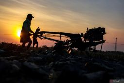 Terungkap Cara Pemerintah Selamatkan Sawah dari El Nino