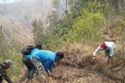 Api Gunung Butak Mengganas Hektaran Hutan Ludes