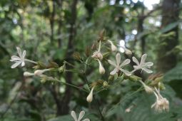 Misteri Flora Baru di Lereng Gunung Semeru