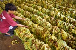 Harga Tembakau Tulungagung Bikin Melongo