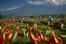 Rahasia Petani Lumajang Panen Raya di Kemarau