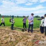 Rahasia Sumenep Panen Melimpah Tiap Musim