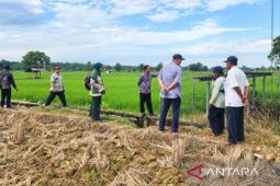 Rahasia Sumenep Panen Melimpah Tiap Musim