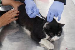 Blitar Bergerak Cepat Selamatkan Hewan Peliharaan