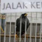 Modus Licik Penyelundup Satwa Terbongkar Juanda
