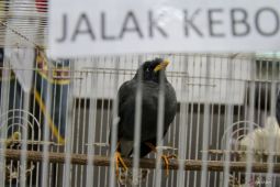 Modus Licik Penyelundup Satwa Terbongkar Juanda