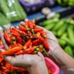 Harga Cabai Rawit Meroket Tajam
