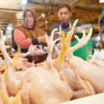 Strategi Baru Jaga Harga Daging Ayam