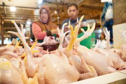 Strategi Baru Jaga Harga Daging Ayam
