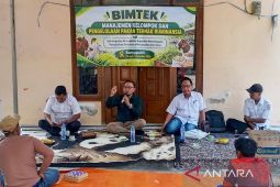 Strategi Baru Situbondo Dongkrak Produksi Sapi