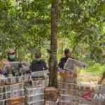 Ratusan Burung Hasil Sitaan Kembali ke Alam