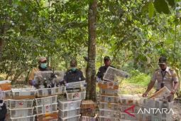 Ratusan Burung Hasil Sitaan Kembali ke Alam