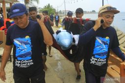 Misi Penyelamatan Mamalia Laut