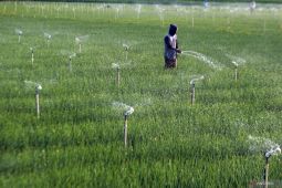 Solusi Cerdas Petani Hadapi Kemarau