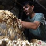 Harga Kedelai Melonjak Mendag Siapkan Subsidi