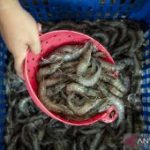 Ambisi Besar Indonesia Kejar Produksi Udang