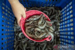 Ambisi Besar Indonesia Kejar Produksi Udang