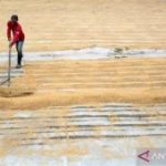 Potensi Produksi Beras Menurun Drastis